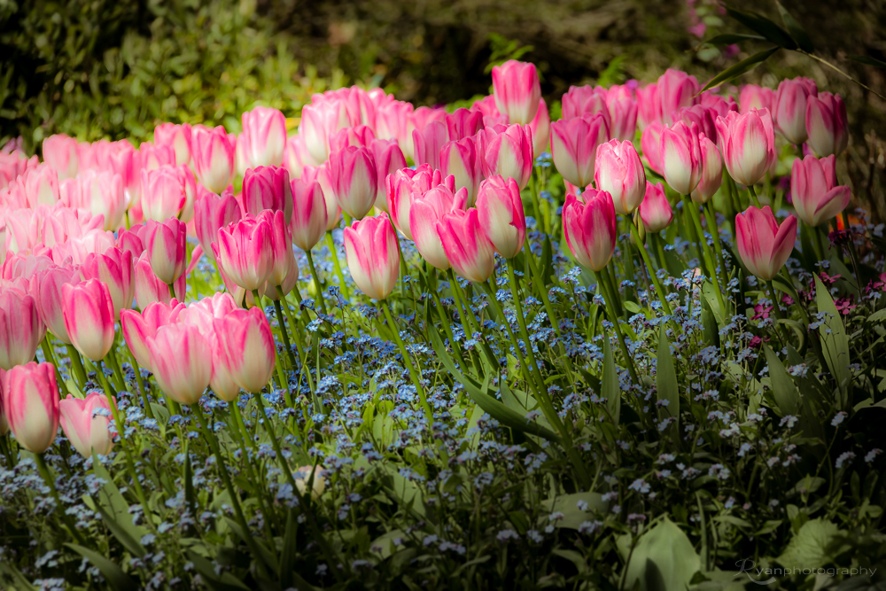 Tulips of Dixter