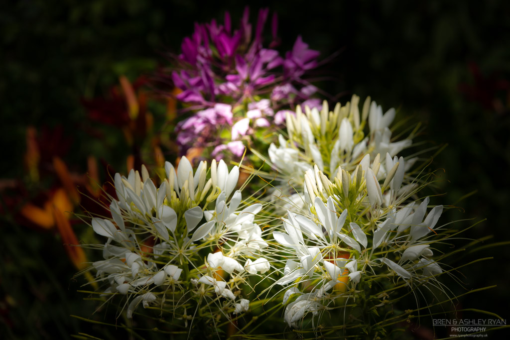 Flowers from Sissinghurst