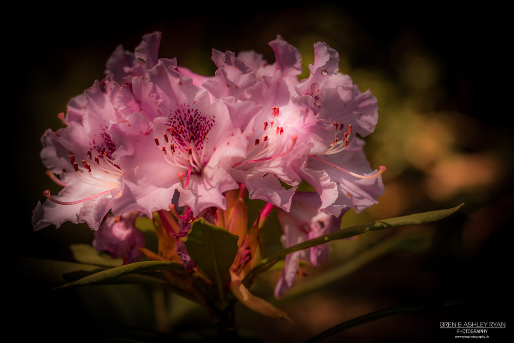 Rhododendron from Doddington