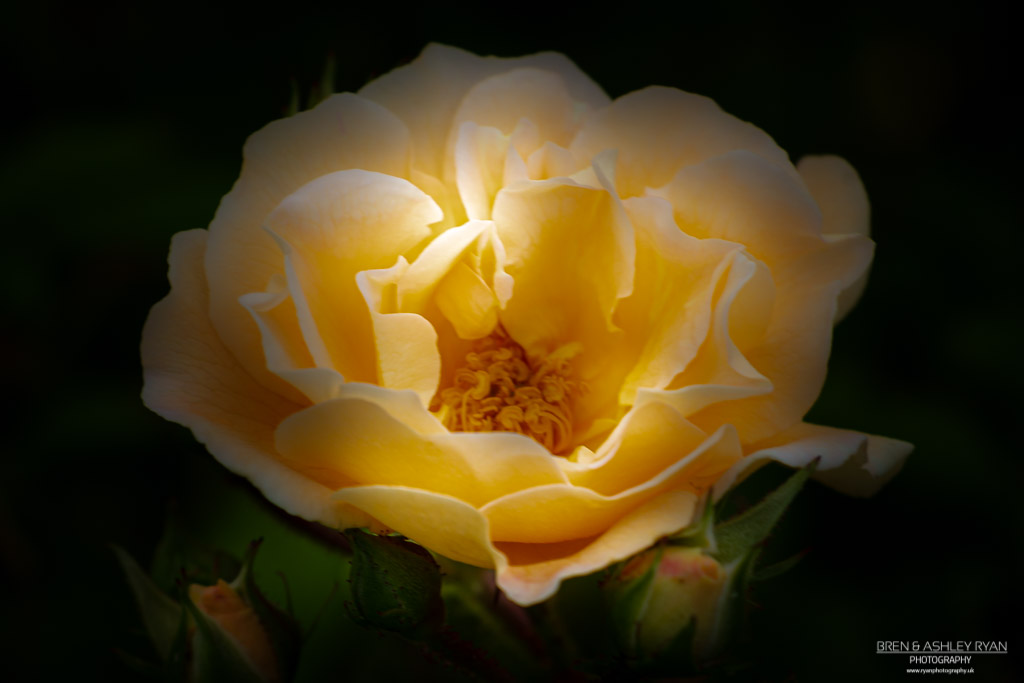 Rose of Riverhill