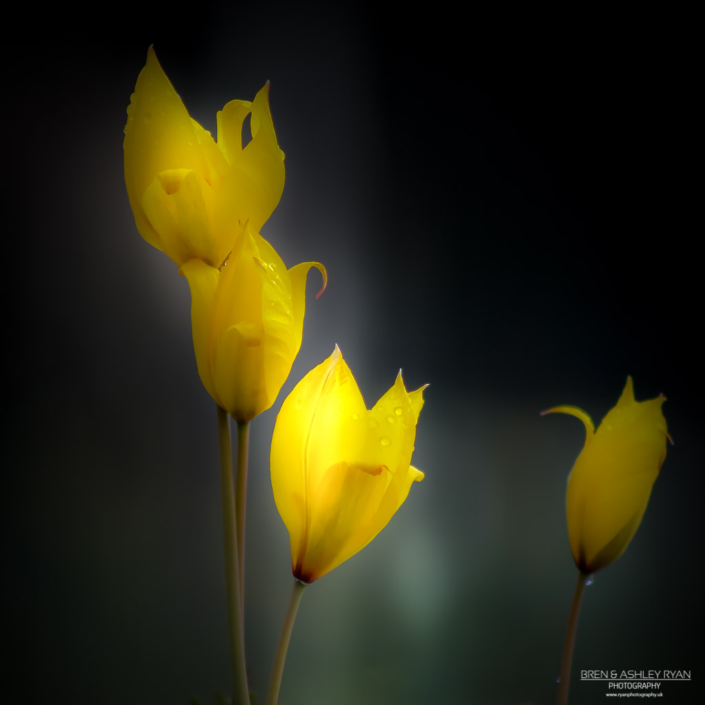Yellow Flowers From Emmetts