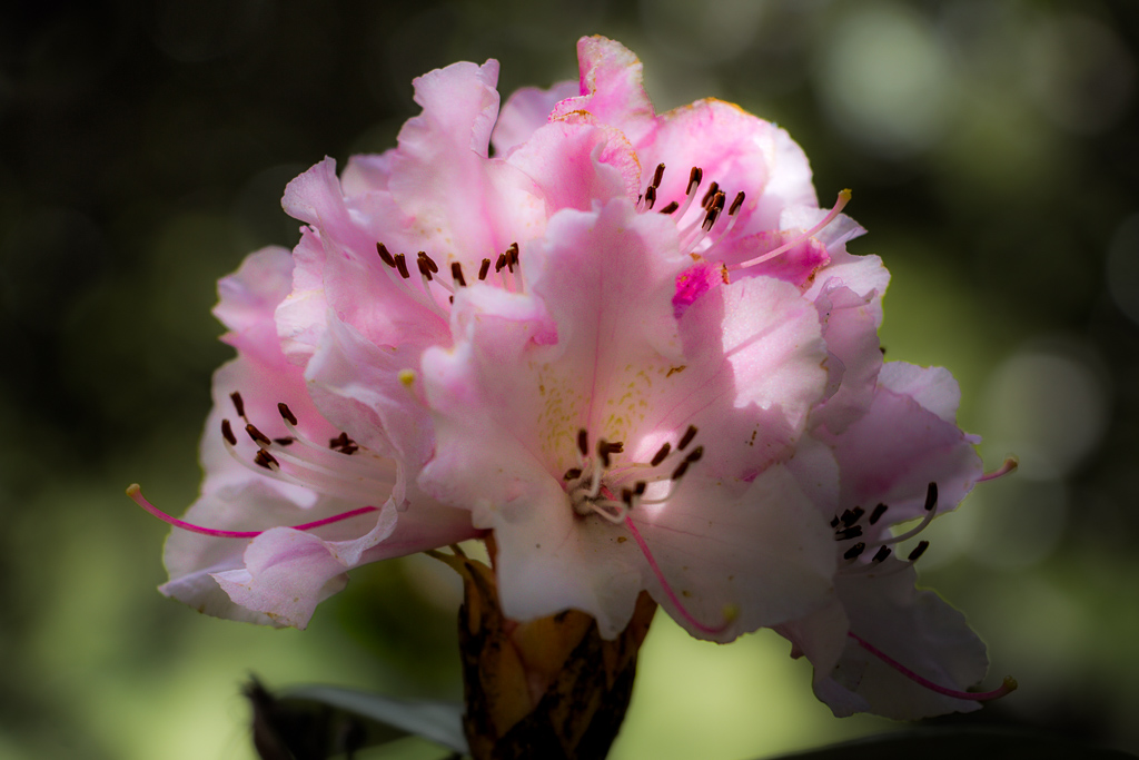 Flower of the Day – 12th January 2023 – Rhododendron