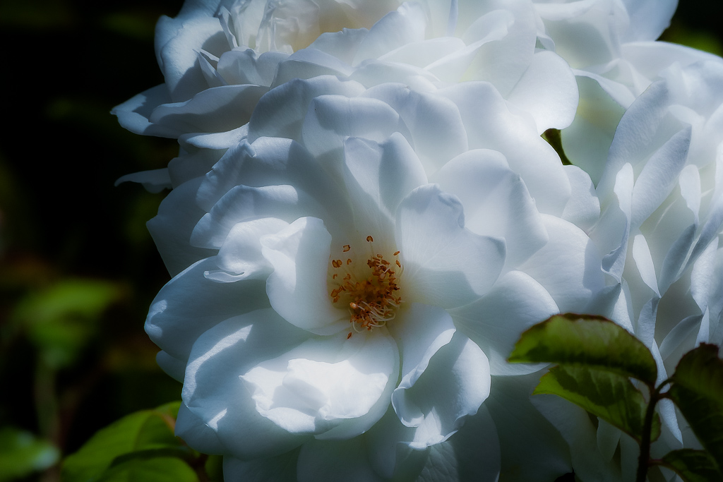 Floral Friday – FF#84 – Roses