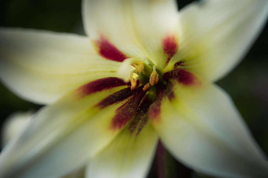 Floral Friday – FF#85 – Lily